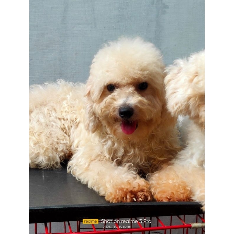 Fawn toy poodle betina