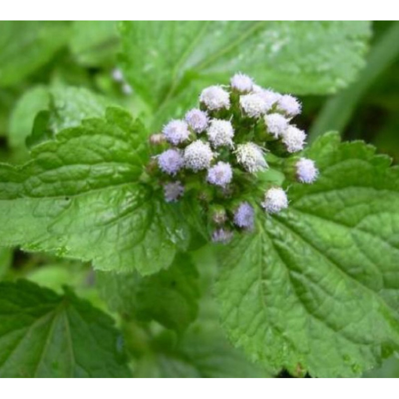 

Bandotan segar 1 kg daun bandotan segar-az