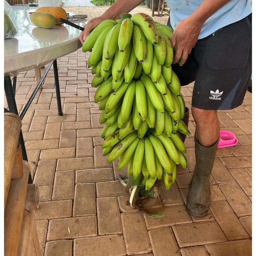 BIBIT TANAMAN BUAH PISANG AMBON/BIBIT PISANG AMBON SUPER