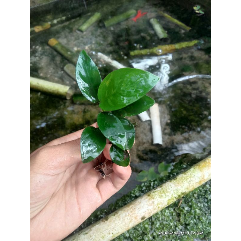 anubias nana aquascape