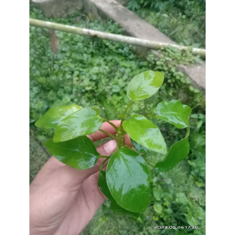 anubias golden aquascape