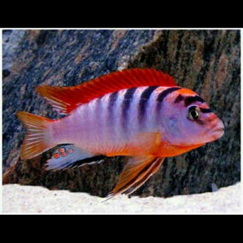 cichlid red top hongi