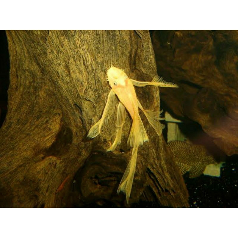 brushmouth slayer pleco L 144 slayer