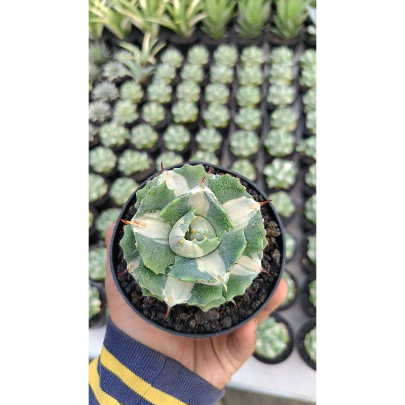 PROMO Agave Shoji Raijin Var