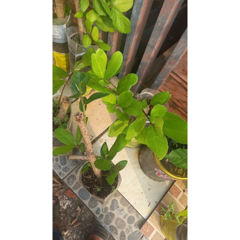 ficus retusa / ara jejawi