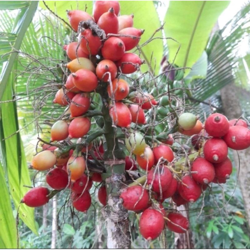 Buah pinang merah segar - Biji benih buah pinang merah mini palm