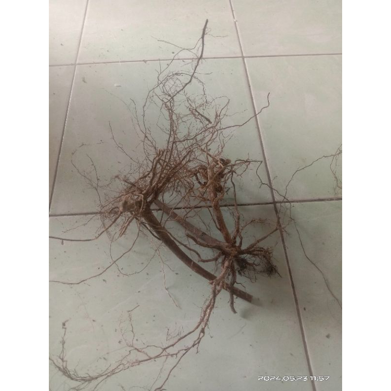 kayu akar senggani aquascape