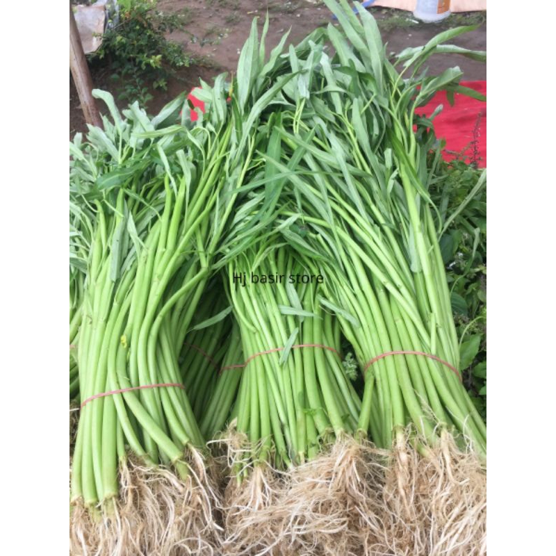 

sayur kangkung per ikat
