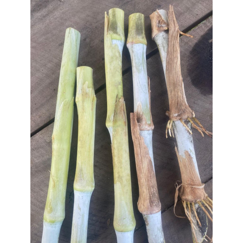 Bibit Rumput Zanzibar Kualitas Unggul Asli 1 kg