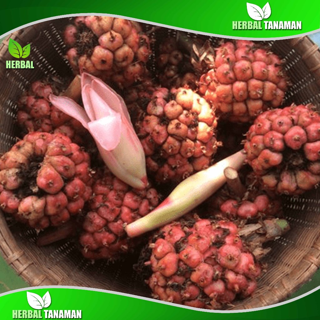 

Buah Honje Segar 1 kg - Honje Pink - Honje Laka Fresh