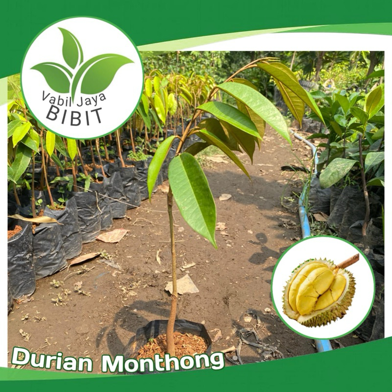 BIBIT DURIAN MONTONG || bibit durian montong || BIBIT DURIAN MONTONG OKULASI || DURIAN MONTONG ORIGI