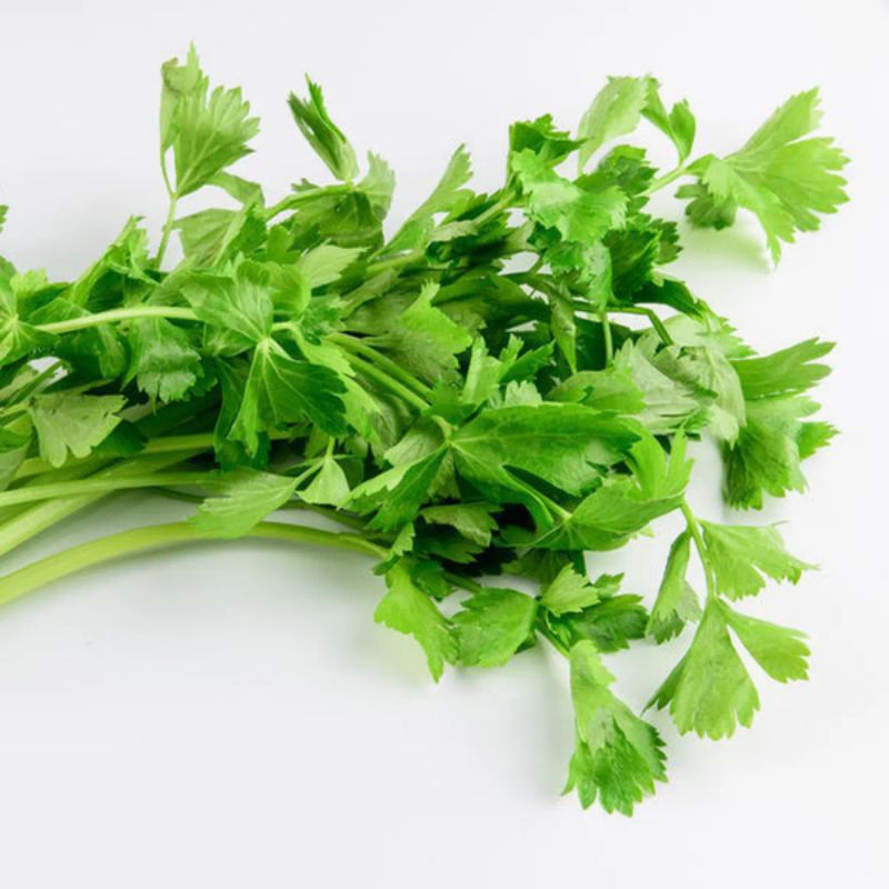 

daun seledri/ ikat