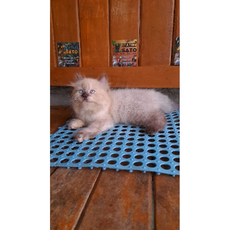 Kitten Persia Himalaya Longhair