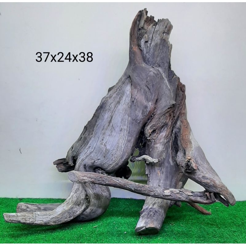 Bonggol Kayu Santigi Laut - Kayu Tenggelam - Aquascape - Taman - 37x24x38 C