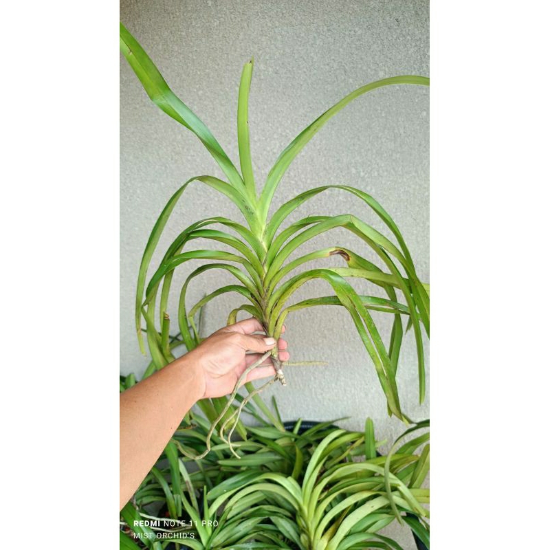 vanda tricolor murah dewasa siap bunga