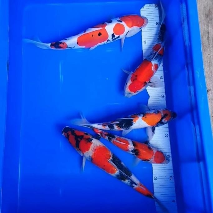 PAKET 5 EKOR BIBIT IKAN KOI BLITAR UKURAN 5-7 CM BERKUALITAS