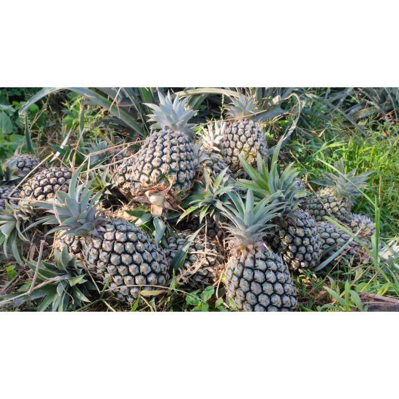

nanas kelud