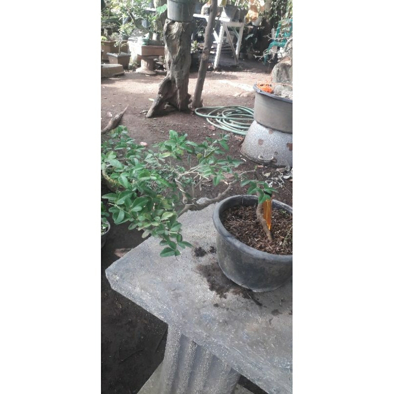 Bonsai Jeruk Kingkit Mame