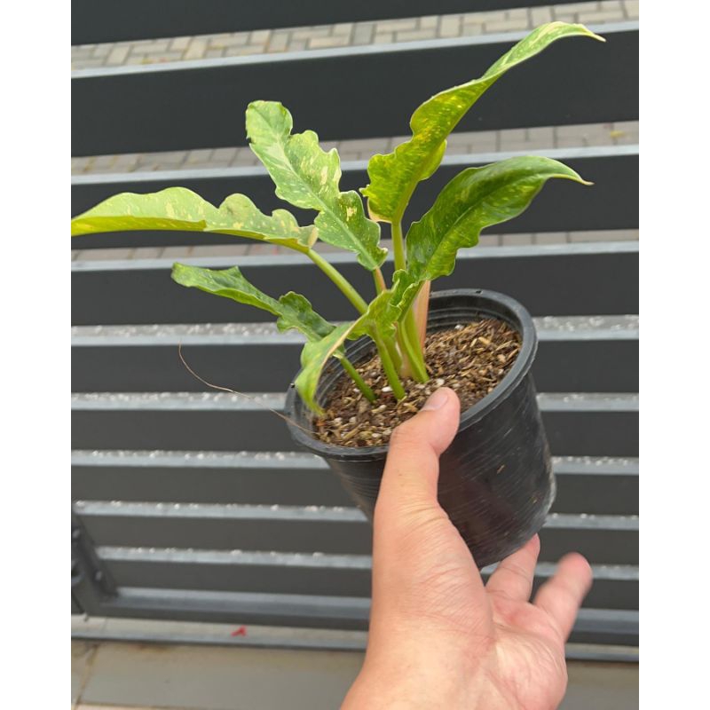 Philodendron ring of fire