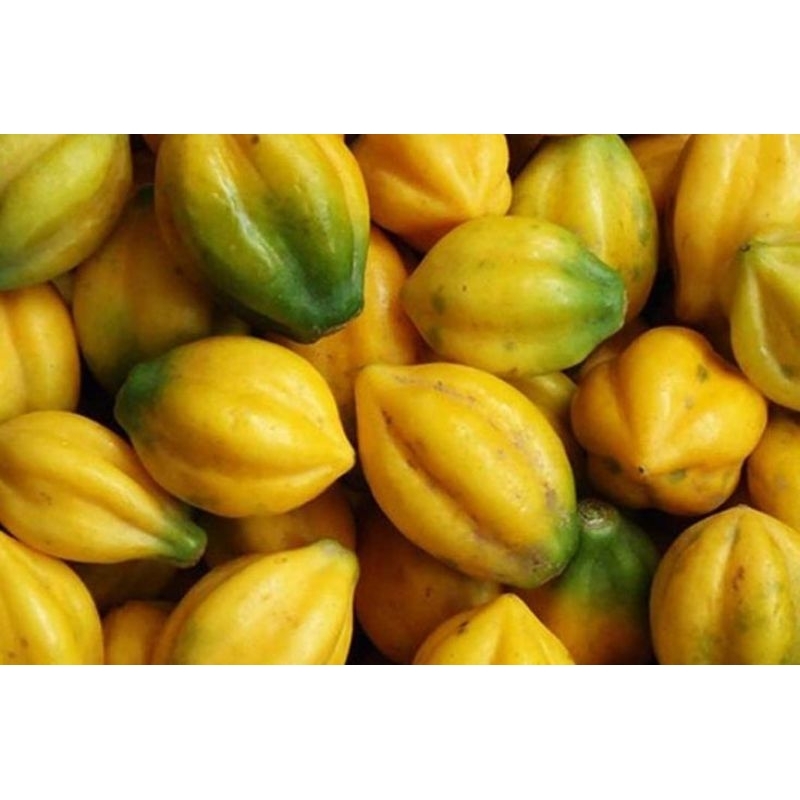 

Buah Carica 1Kg