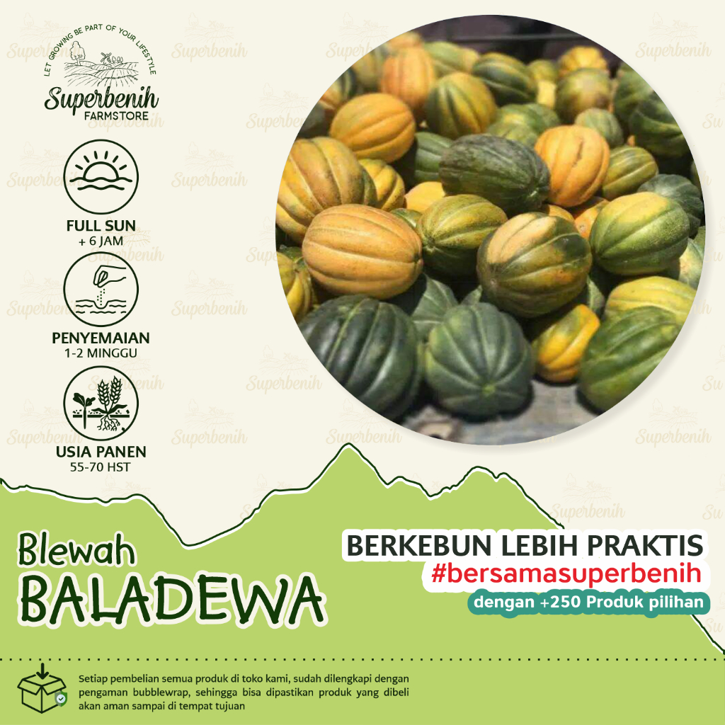 15 Biji - Benih Blewah BALADEWA atau Garbis