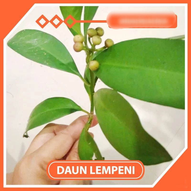 

daun lempeni segarr 500gram
