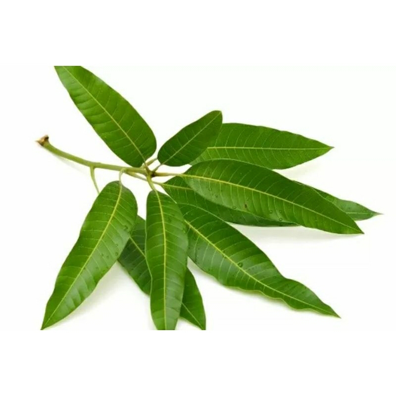 

BISA COD - Daun Mangga Segar Alami