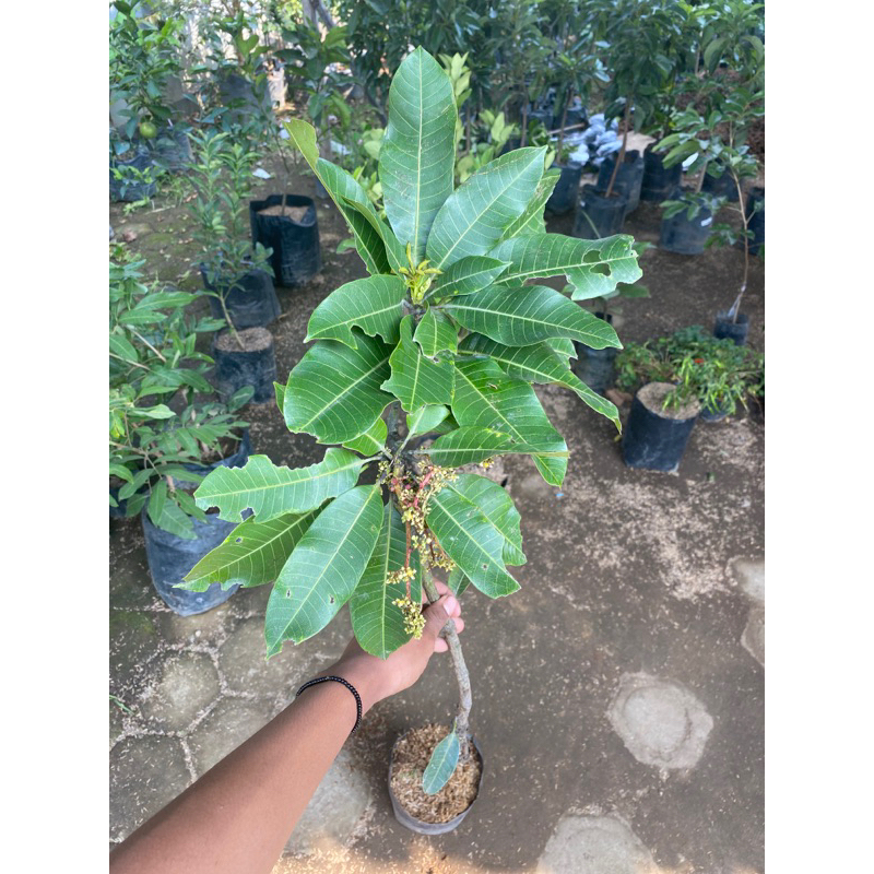 bibit mangga berbunga