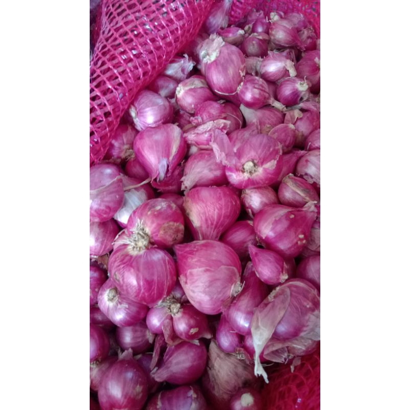 

bawang merah probolinggo