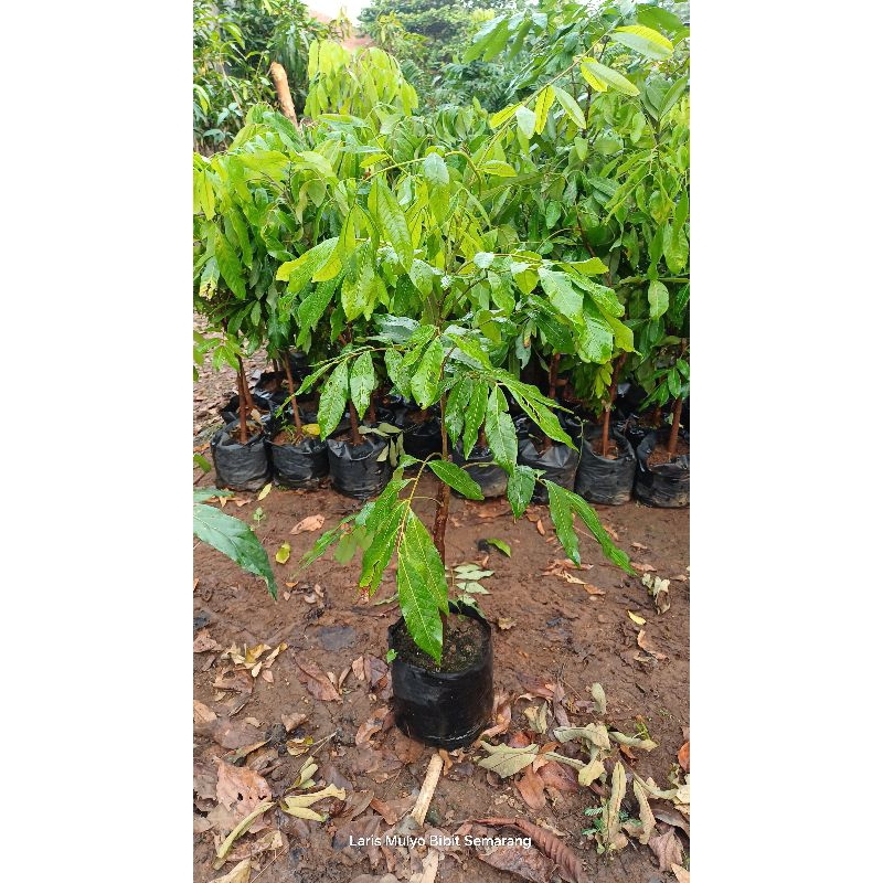 bibit kelengkeng puangphet