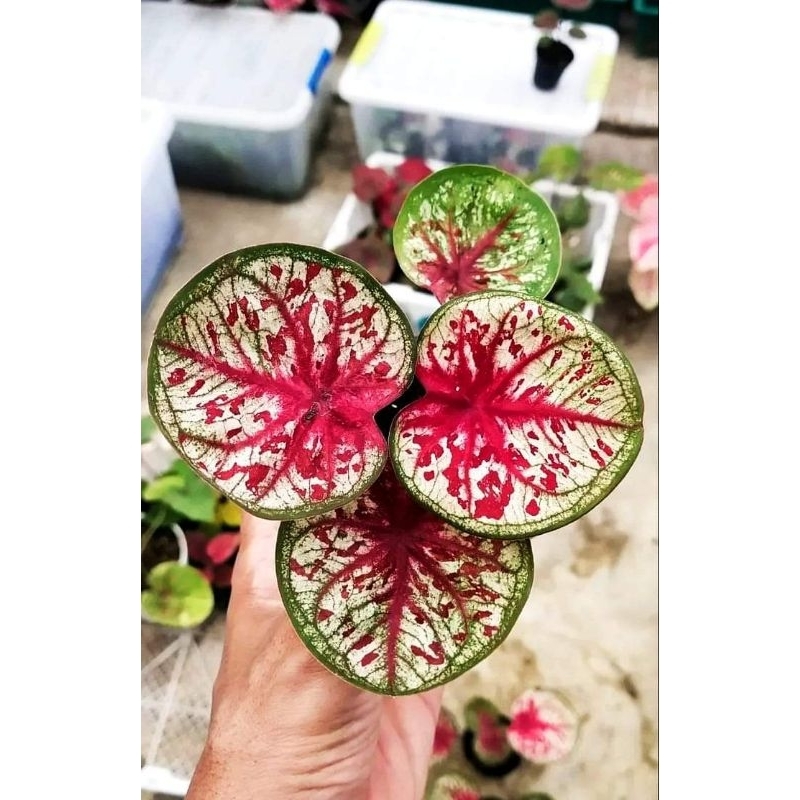 KELADI/CALADIUM TOOTSIE MANGKOK THAILAND SERIES/KIRIM DG POT