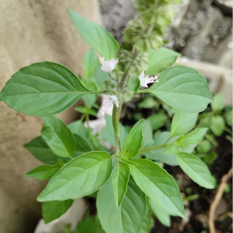 

Daun Kemangi Daun Surawung Sayur Fresh 1 ikat