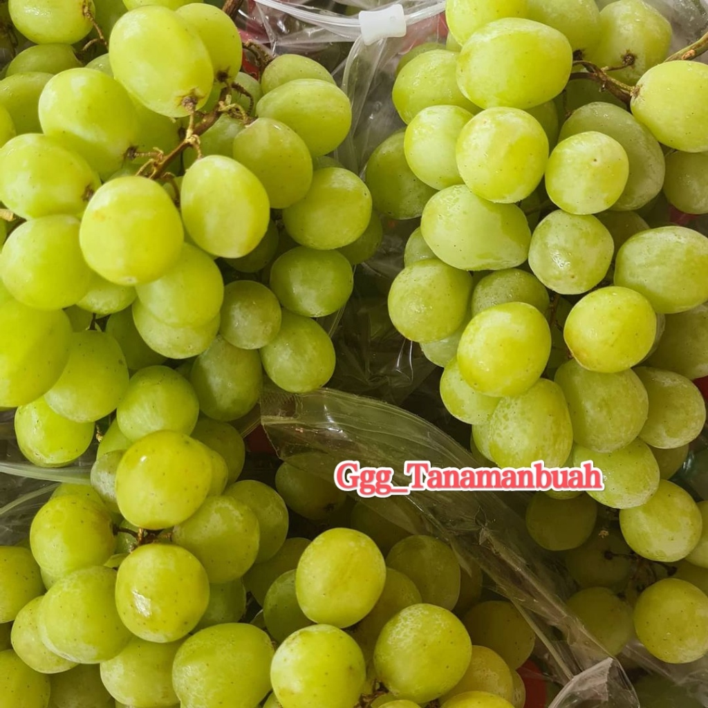 Bibit Anggur Hijau Import Batang Besar