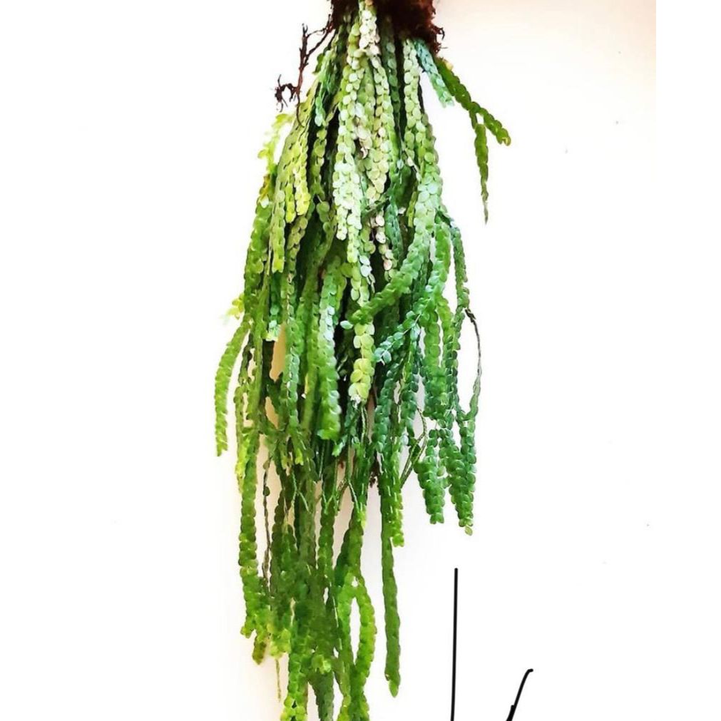 Tanaman hias kumpai sisik /sisit