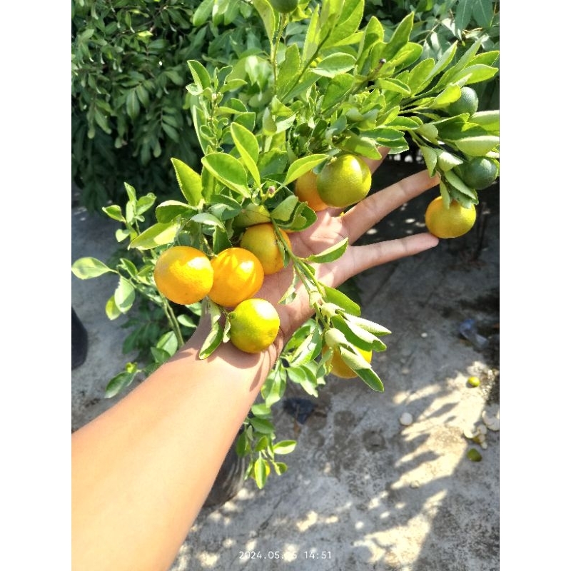 

pohon jeruk Santang madu oren