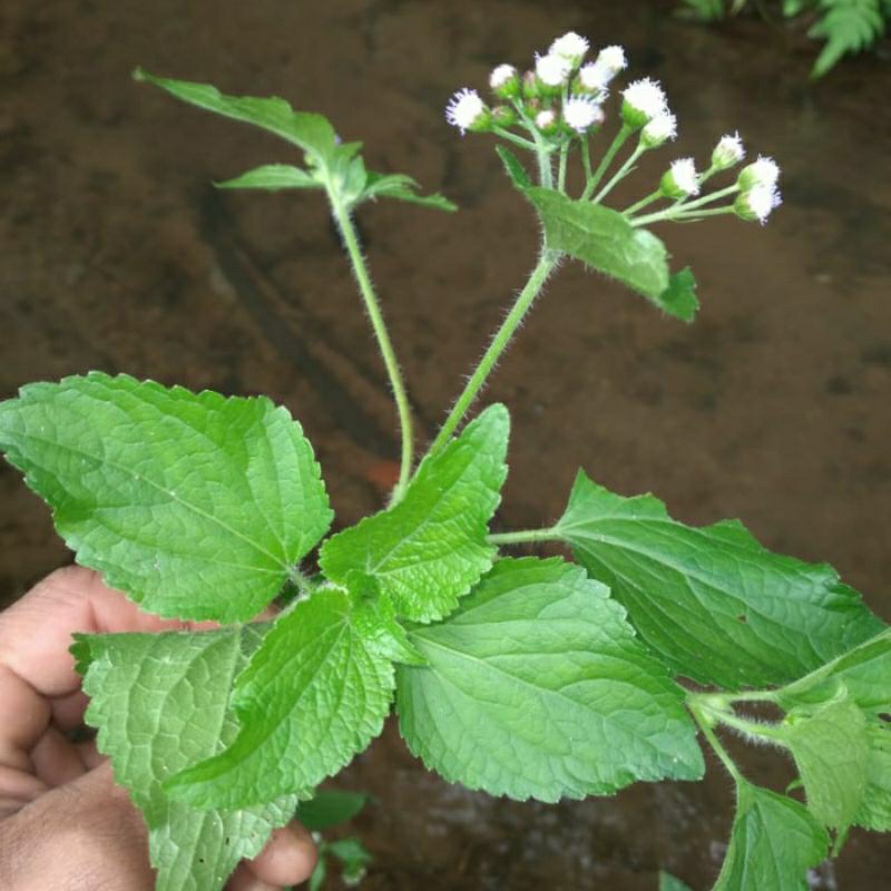 

daun bandotan 500gram