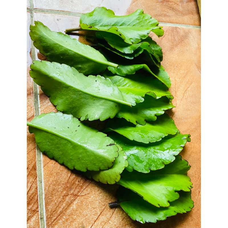 

Daun cocor bebek daun sosor bebek segar 25 lembar pilihan-az