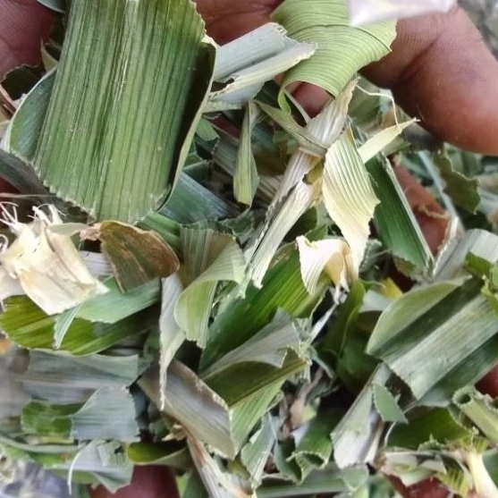 

Daun Pandan Wangi Rajang kering kemasan 500Gram