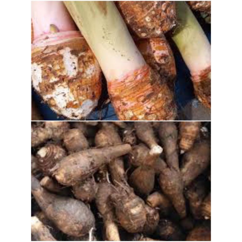 

Ubi talas, ubi bogor