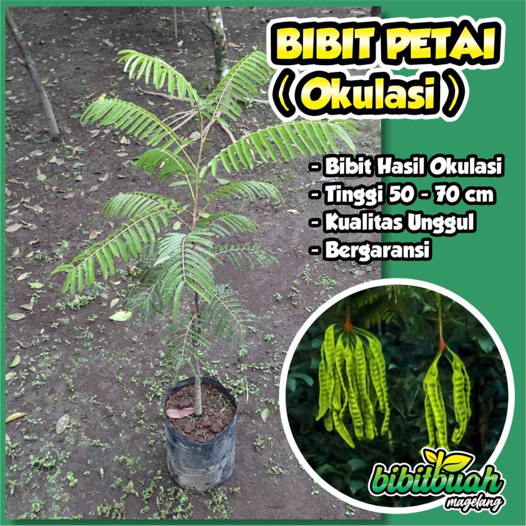 Bibit Petai ( Hasil Okulasi )