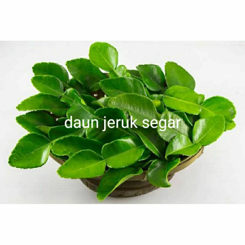 

DAUN JERUK SEGAR / DAUN JERUK BUMBU MASAK 50GRAM