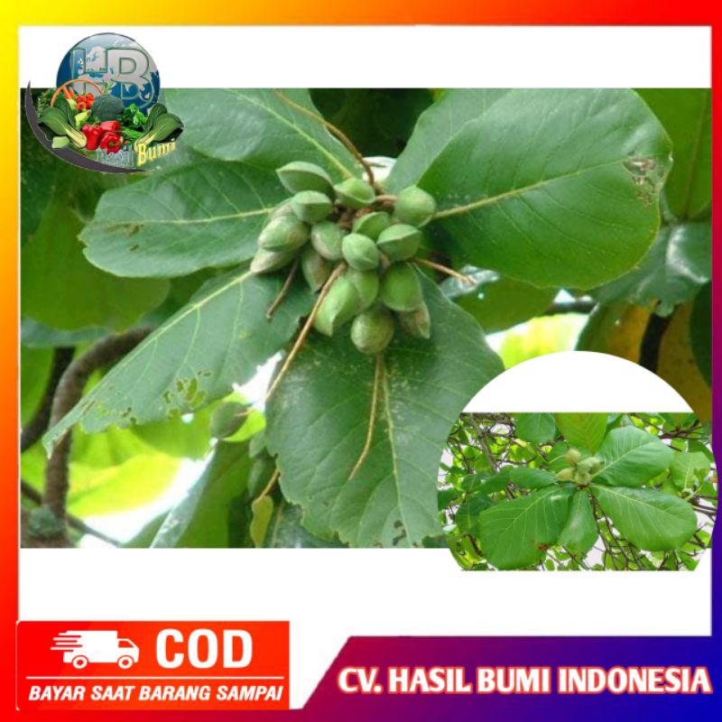 

Daun ketapang segar 100gram di petik dadakan