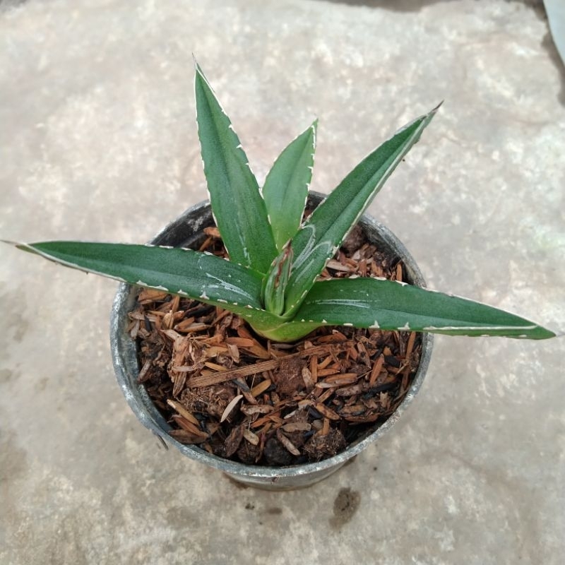 kaktus sukulen// agave perdinan