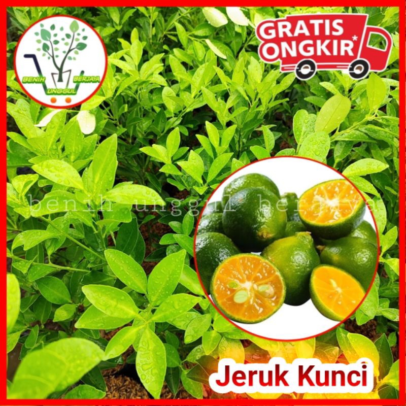 Bibit Jeruk Kunci/ Jeruk Limau