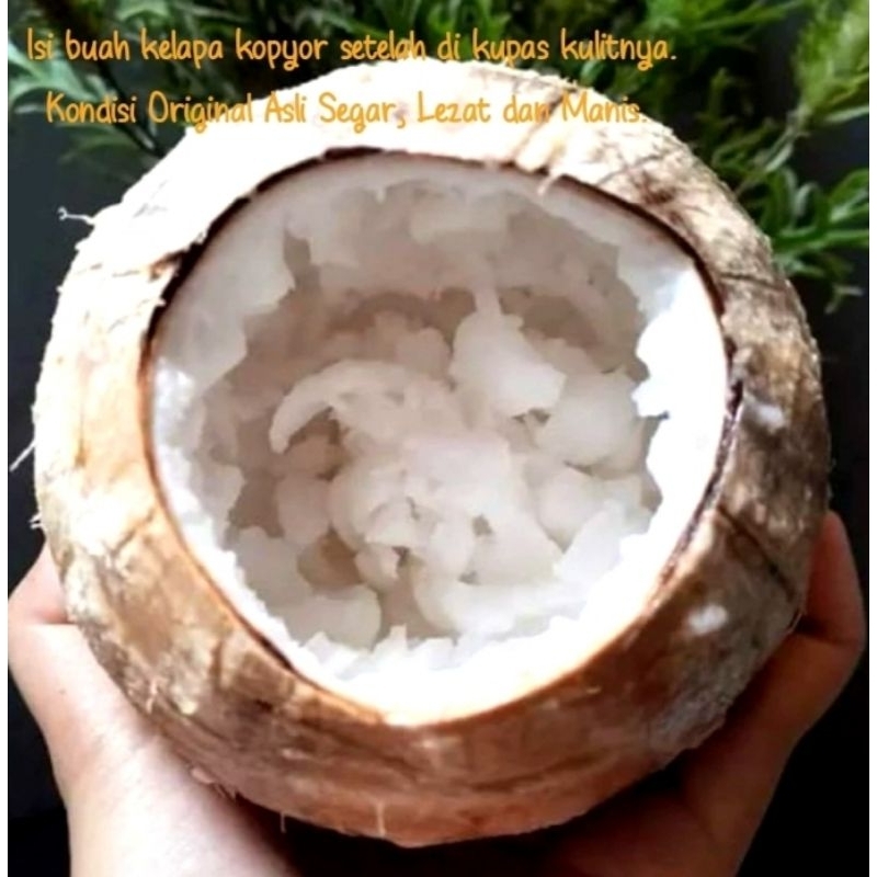 

buah kelapa kopyor asli 100 % size 43 - 44 murah jenis genjah khas pati