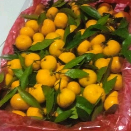 

INSTAN BUAH JERUK SANTANG PER Kg