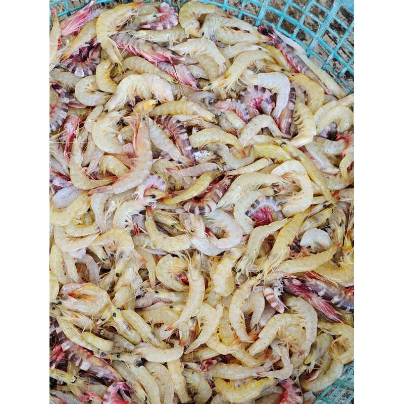 

Udang Kecil ukuran 2-3cm 500gr | Udang Peyek | Udang Segar | Udang Beku