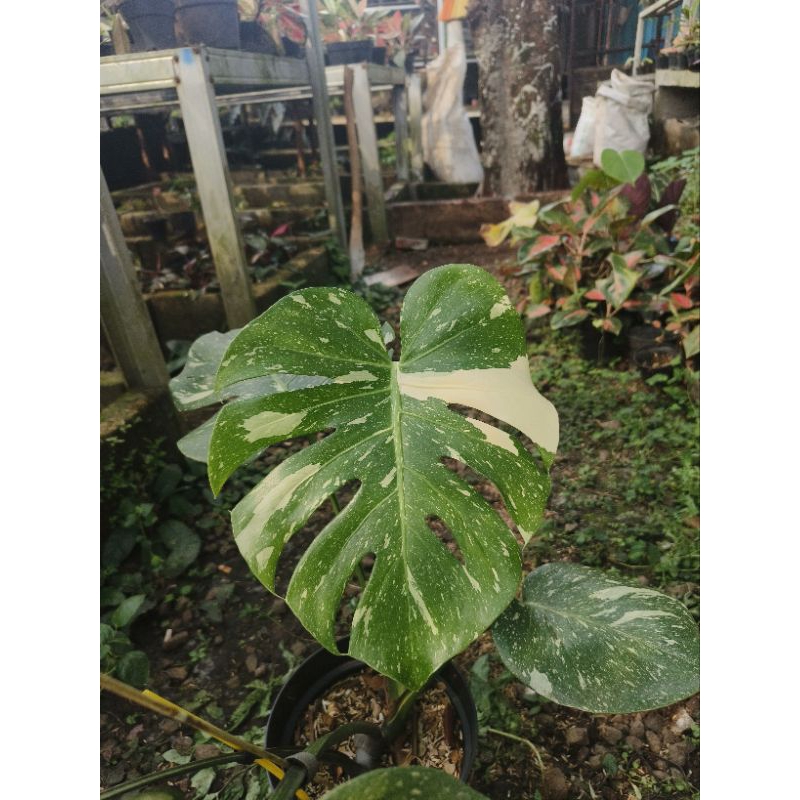 monstera monthai 01