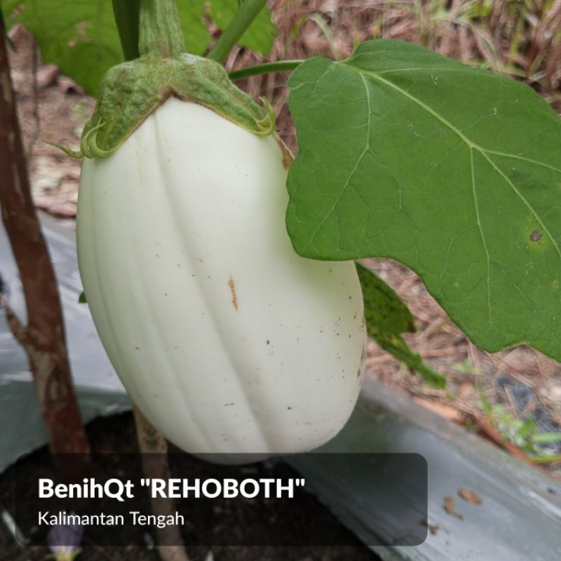 Bibit benih Terong putih besar 100 biji