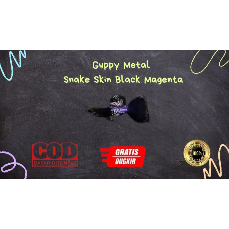 

Packing kardus / styrofoam guppy metal snake skin magenta black tail